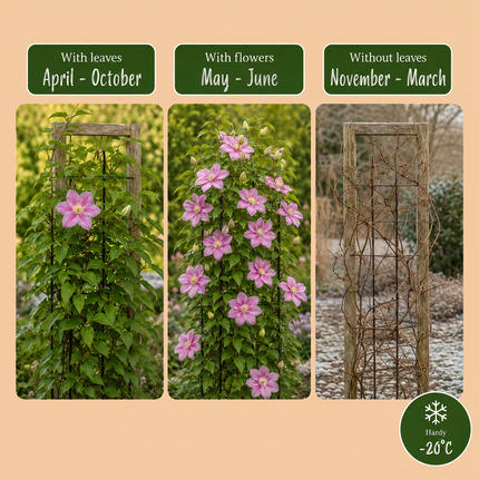 Clematis Piilu - Bosrank 6x - Wit - Roze - Klimplant - Ø9cm - ↕35cm