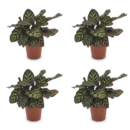 Calathea Makoyana - Pauwenplant - 4x - Pot 12cm - Hoogte - 25cm