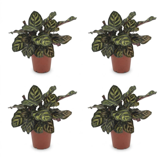 Calathea Makoyana - Planta pavo real - 4 unidades - Maceta de 12 cm - Altura: 25 cm