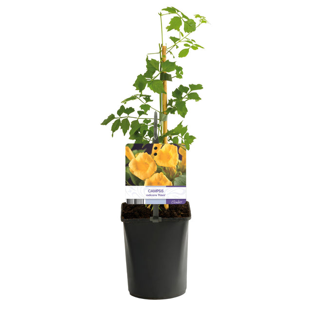 Trumpet flower - Campsis Radicans Flave - Flower Yellow - ↕40cm - Ø11cm - 2x