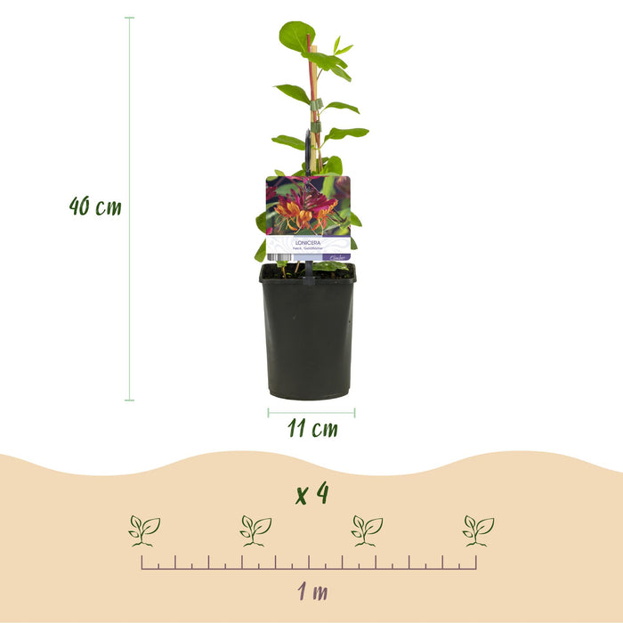 Klimplanten Rainbow - Clematis montana Rubens  Hedera helix lonicera Goldflame Campsis madame Galen   - Jaarrond kleur - 4 planten - Pot 11cm Hoogte 40cm