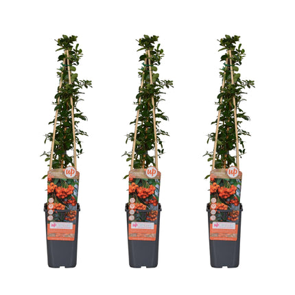 Pyracantha 'Orange Glow' - Espino de fuego - ↕65cm - Ø15cm - 3x