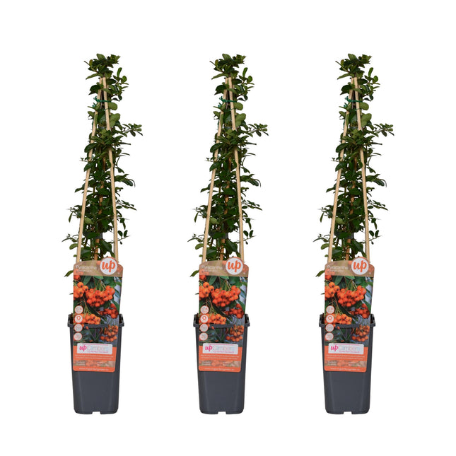 Pyracantha 'Orange Glow' - Vuurdoorn - ↕65cm - Ø15cm - 3x