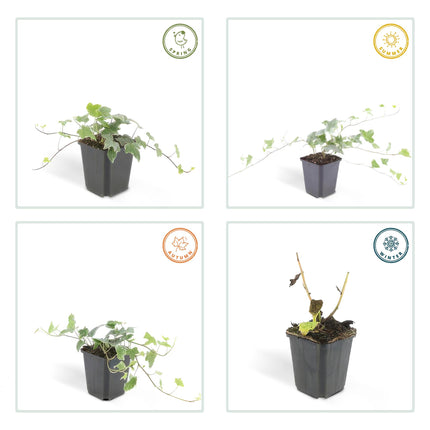 Hedera helix 'Glacier' - ↕10-25cm - Ø9cm - 48x