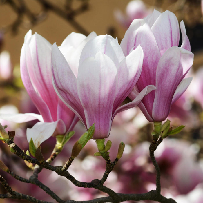 Magnolia soulangeana - Bloem Roze - 3 Planten - Bladverliezend - Weinig Onderhoud - Pot 12cm Hoogte 30cm