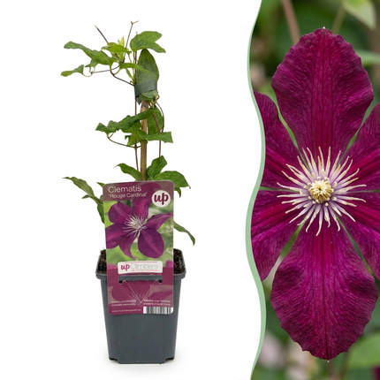 Clematis Rouge Cardinal - Klimroos Rouge Cardinal 2x - Rood - Klimplant - Ø9cm - ↕35cm