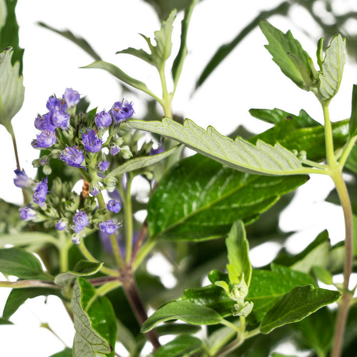 Caryopteris x Clandonensis - ↕40-50cm - Ø19cm