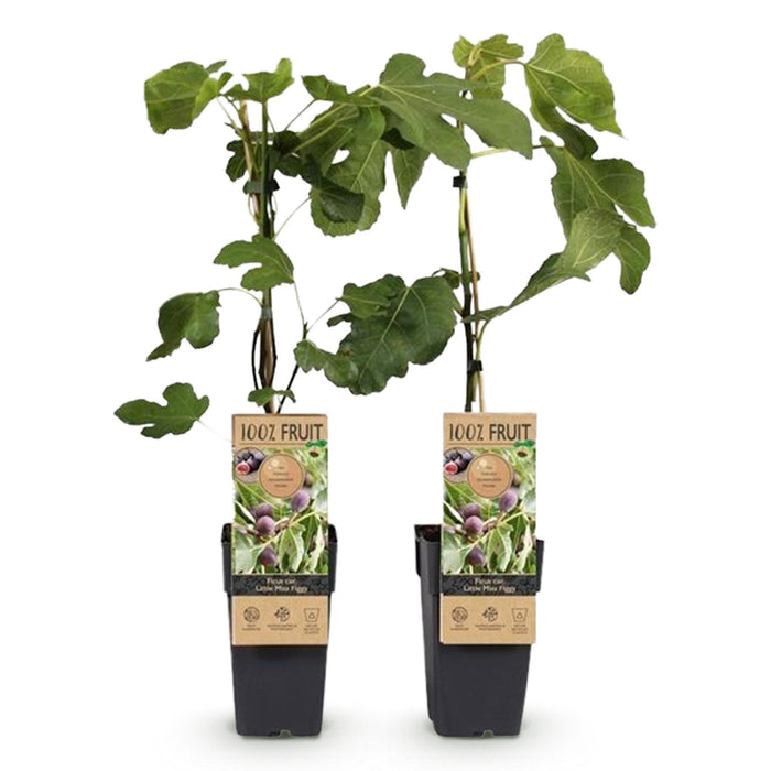 Fruitplant - Vijgenboom - Ficus caria Little mis Figgy - Rode Vrucht - 2 planten - Pot 15cm Hoogte 50cm