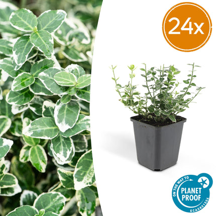 Euonymus fortunei 'Emerald Gaiety' - Chapeau de Cardinal - ↕10-25cm - Ø9cm - 24x