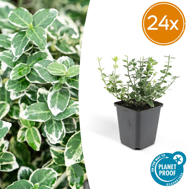 Euonymus fortunei 'Emerald Gaiety' - Cappello da cardinale - ↕10-25cm - Ø9cm - 24x
