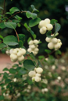 Symphoricarpos Chenaultii 'Hancock' - Sneeuwbes - ↕10-25cm - Ø9cm - 48x
