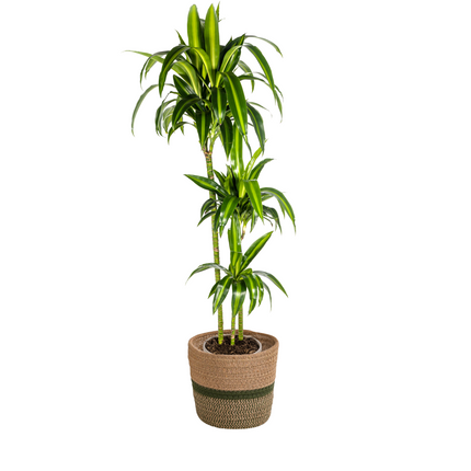 Dracaena Deremensis Hawaiian Sunshine mit Korb – ↕130-150cm – Ø24cm