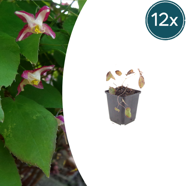 Epimedium rubrum - Elvenbloem - ↕10-25cm - Ø9cm - 12x
