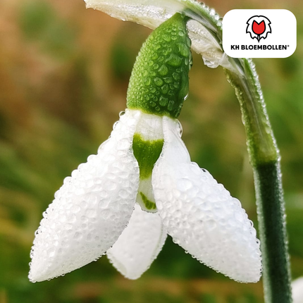 Campanillas de invierno, 30 unidades