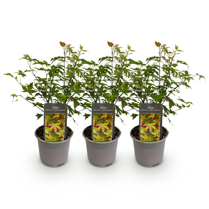 Japanse Esdoorn - Acer Palmatum Little Princess - Groen - ↕35cm - Ø12cm - 3x