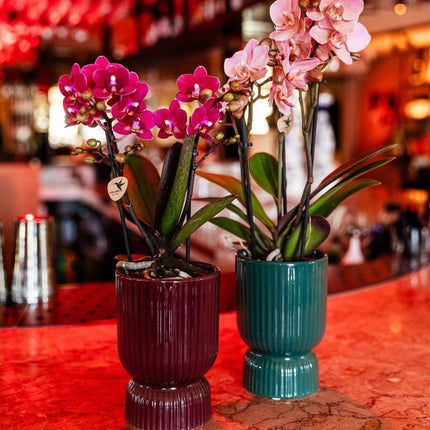 Kolibri Orchids | Combi Deal - 4 Paarse Phalaenopsis Orchideeën Blossom Chamonix - Ø9 cm