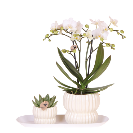 Kolibri Orchids | Gift Set Horizon Wit - Witte Phalaenopsis Orchidee Blossom Zurich & Succulent