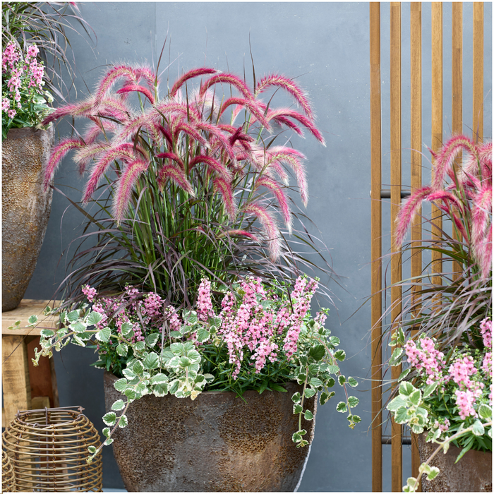 Pennisetum 'Tiny Tails' - Lampenpoetsersgras - 2x - Ø19 cm -  ↨ 40-50 cm