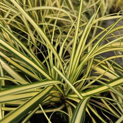 Carex oshimensis 'Evergold' - Zegge - ↕10-25cm - Ø9cm - 48x