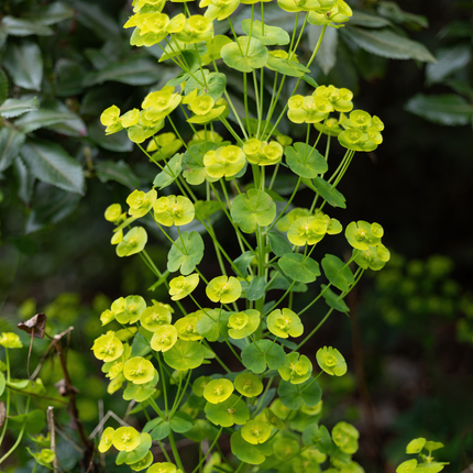 Euphorbia amygdaloides robbiae - Wolfsmelk - ↕10-25cm - Ø9cm - 48x