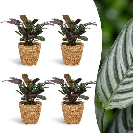 Ctenanthe Burle Marxii - Visgraatplant - 4x - met Mand - Pot 12cm - Hoogte 30cm