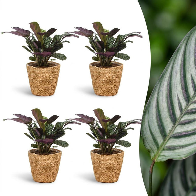 Ctenanthe Burle Marxii - Planta de espiga - 4 unidades - con cesta - Maceta de 12 cm - Altura 30 cm