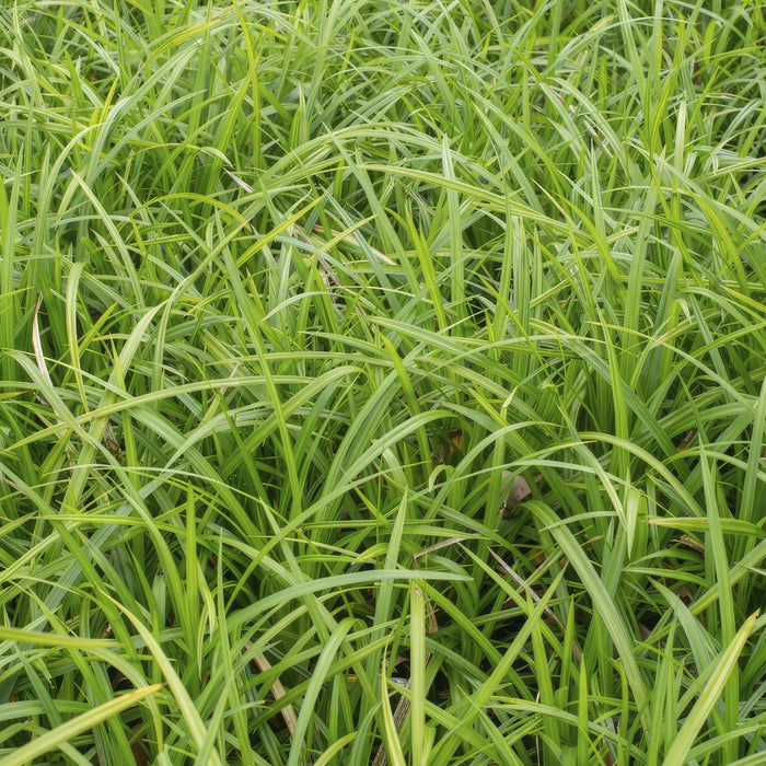 Carex morrowii 'Irish Green' - Zegge - ↕10-25cm - Ø9cm - 60x