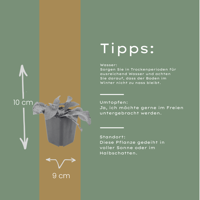 Symphytum grandiflorum 'Wisley Blue' - Smeerwortel - ↕10-25cm - Ø9cm - 12x