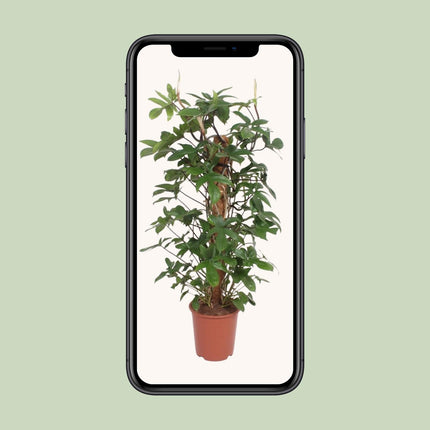 Philodendron Pedatum - ↕130cm - Ø27cm