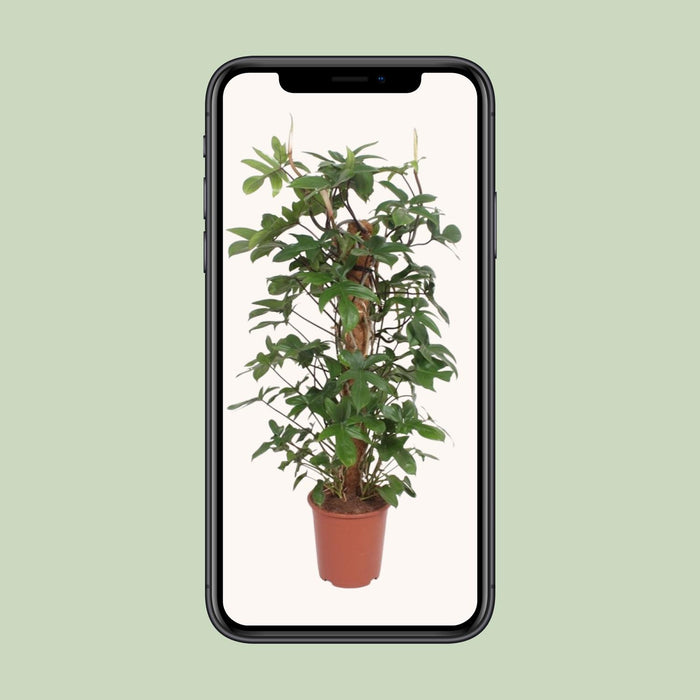 Philodendron Pedatum - ↕130cm - Ø27cm