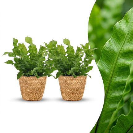 Asplenium Crispy Wave - met Mand - ↕30cm - Ø12cm - 2x