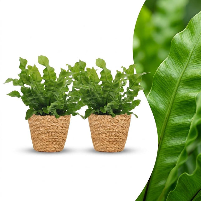 Asplenium Crispy Wave - with Basket - ↕30cm - Ø12cm - 2x