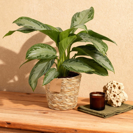 Aglaonema Silver Bay - Silver Leaf - with basket - ↕70-75cm - Ø17cm