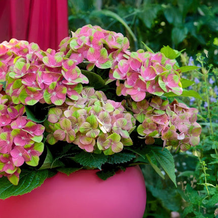 Hortensia - Hydrangea Magical Green Fire - Roze Groen - 6-10 Bloemen - ↕55cm - Ø23cm