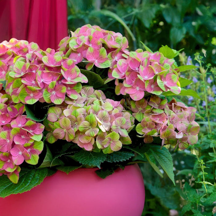 Terrasplant - Hortensia - Hydrangea Magical Green Fire - Roze Groen - 6-10 Bloemen - Pot 23cm Hoogte 55cm