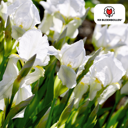 Alaska Iris 25 pieces