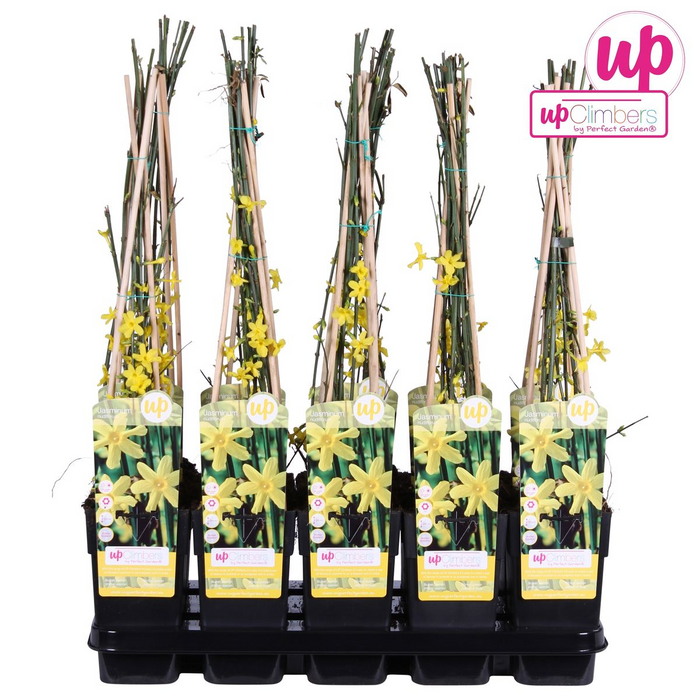Jasminum nudiflorum - Winterjasmijn - ↕65cm - Ø15cm