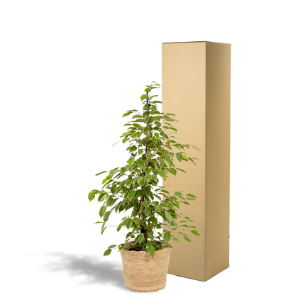 Ficus Benjamina Goldenking in Mand Selin - ↕95cm - Ø21cm
