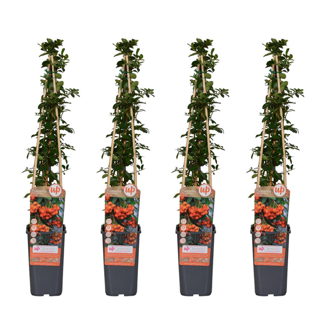 Pyracantha 'Orange Glow' - Vuurdoorn - ↕65cm - Ø15cm - 4x