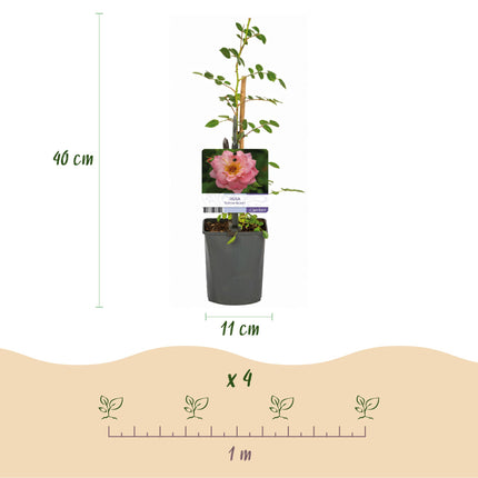 Climbing Rose - Rosa Salmon Queen - Flower Light Pink - Low Maintenance - 2 Plants - Pot 11cm Height 40cm