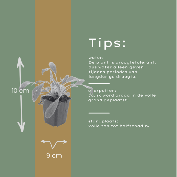 Stachys byzantina - Ezelsoor - ↕10-25cm - Ø9cm - 48x