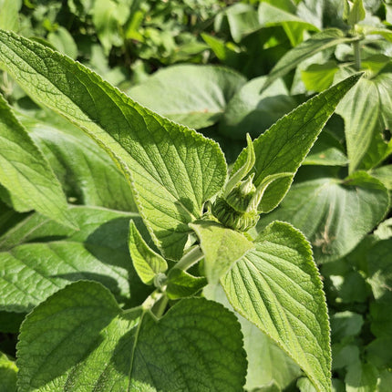 Phlomis russeliana - ↕10-25cm - Ø9cm - 24x