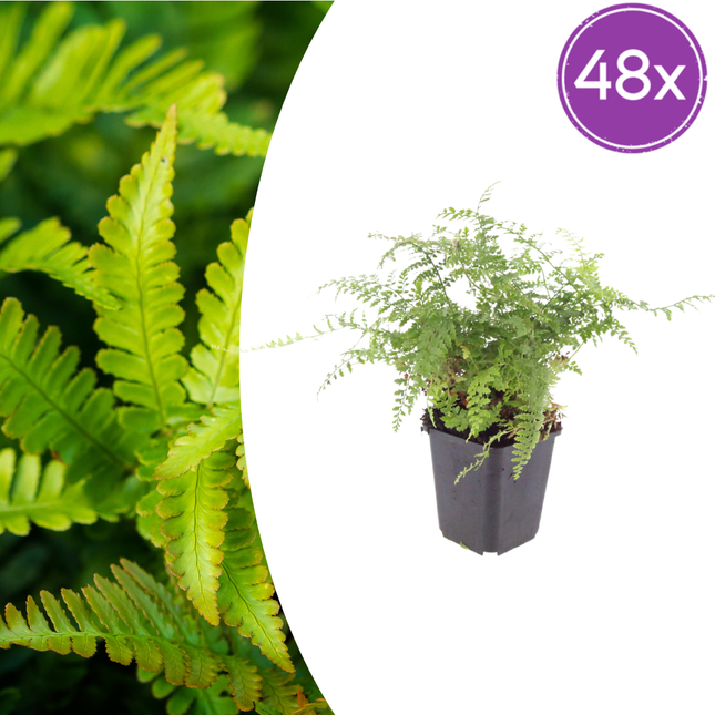 Felce ad ago morbido - Polystichum setiferum 'Herrenhausen' - ↕10-25cm - Ø9cm - 48x