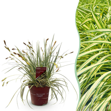 Carex oshimensis Evergold - Carice - Giallo e Verde - ↕50cm - Ø17cm