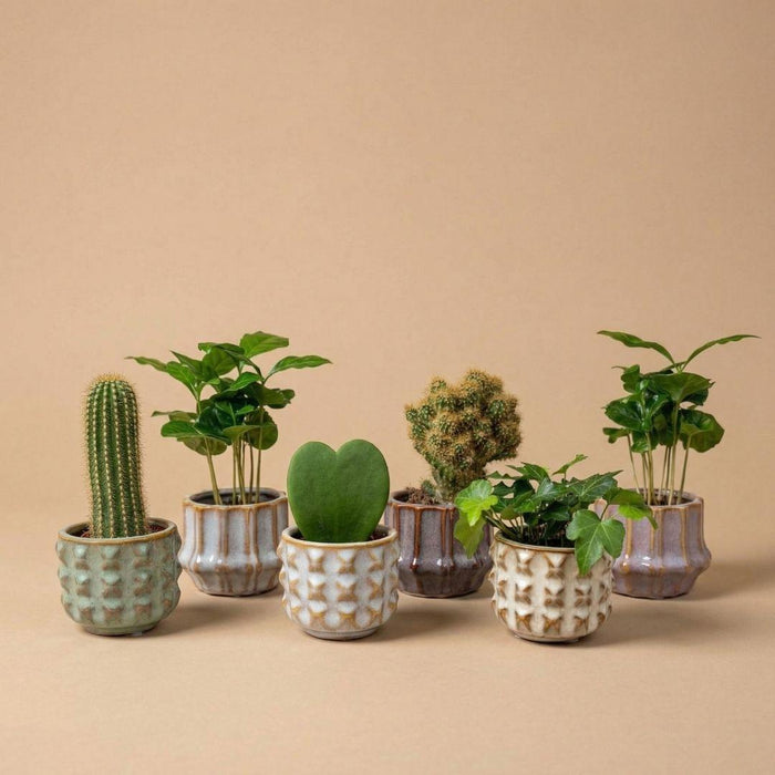 Cactus mix met pot set San Juan - Ø6cm - 6x