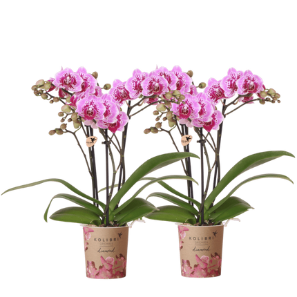 Kolibri Orchids | Combi Deal - 2 Roze-Paarse Phalaenopsis Orchideeën Diamond El Salvador - Ø9 cm
