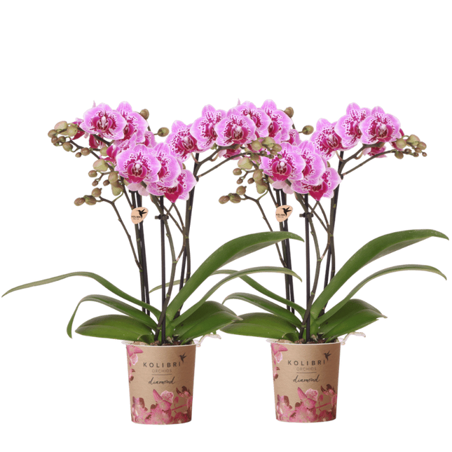 Kolibri Orchids | Combi Deal - 2 Roze-Paarse Phalaenopsis Orchideeën Diamond El Salvador - Ø9 cm