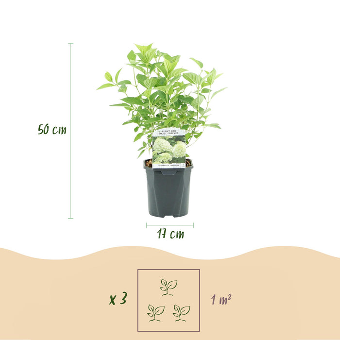 Pluim Hortensia - Hydrangea panniculata Limelight - Bloem Creme Wit  - 3 Planten - 1 m2 - Bladverliezend - Grote Bloemen - Pot 17cm Hoogte 50cm