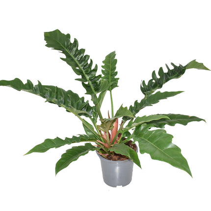 Philodendron Narrow Escape - ↕55cm - Ø19cm