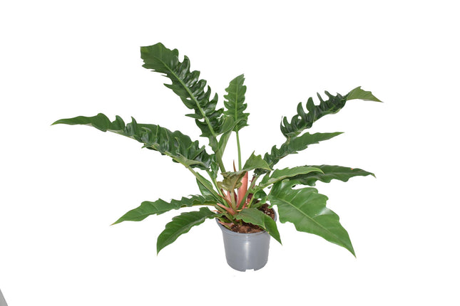 Philodendron Narrow Escape - ↕55cm - Ø19cm